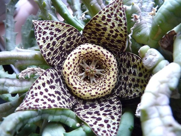 Стапелия. Stapelia_Star (exotic_Tropical_Flower)