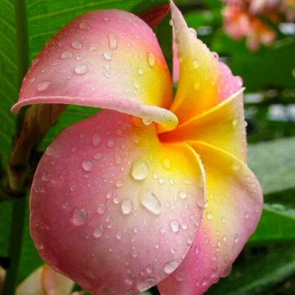 Плюмерия Crystal Rose