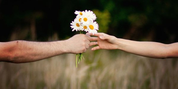 Ромашки в руках