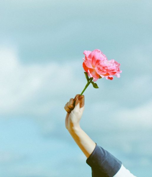 Роза в руке
