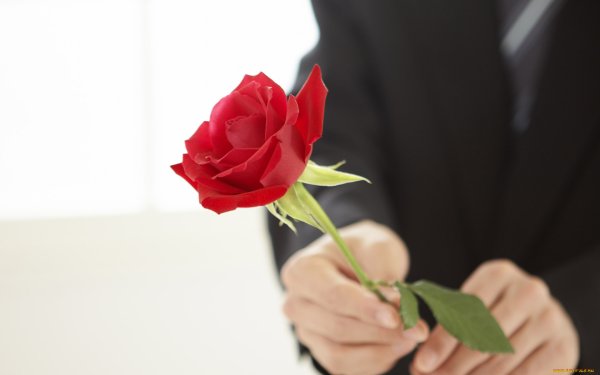 Цветы в ладонях