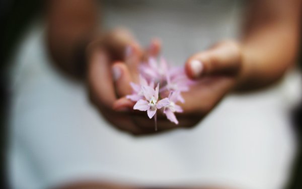 Рука протягивает цветок