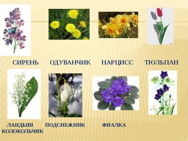 Весенние цветы с названиями для детей