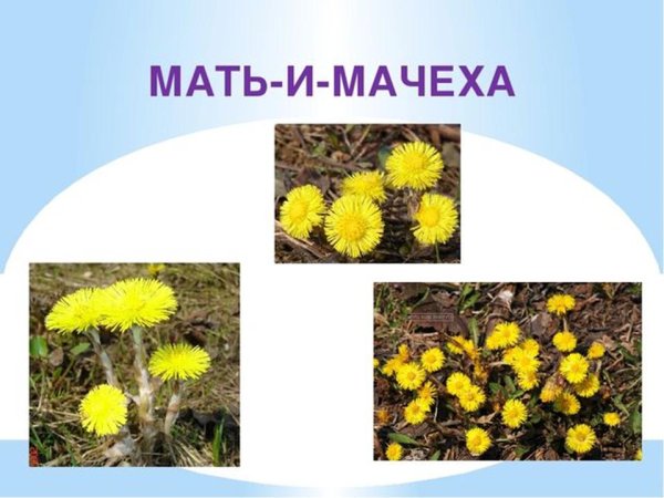 Цветы карточки для детей