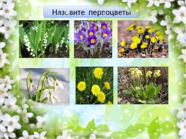 Демонстрационный материал первоцветы