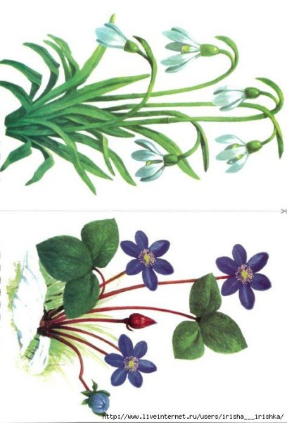 Первоцветы презентация