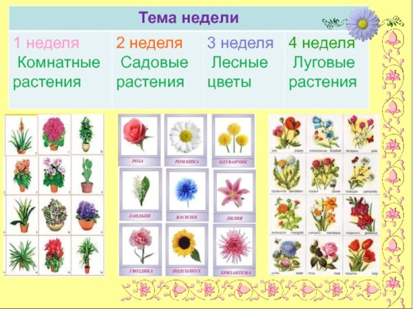 Растения для дошкольников