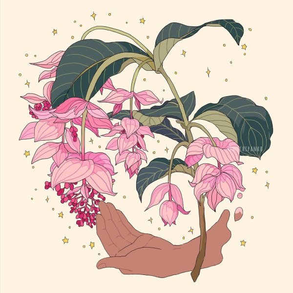 Мединилла Корея акварель