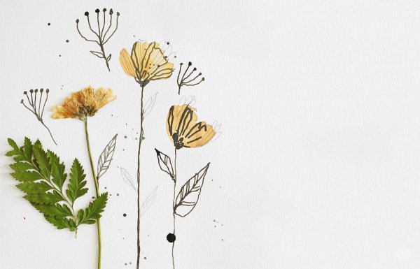 Цветочные иллюстрации Минимализм