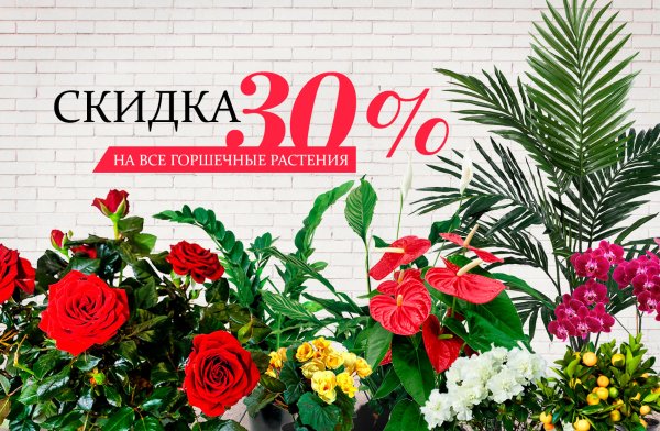 Цветы реклама