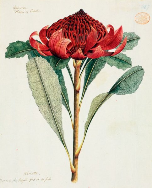 Хигибана Ботаническая иллюстрация