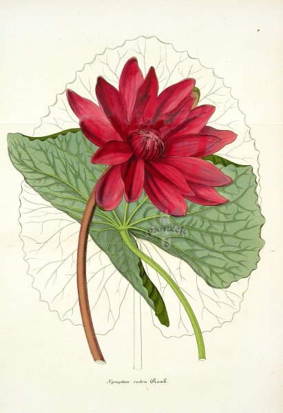 Vintage Botanical Prints