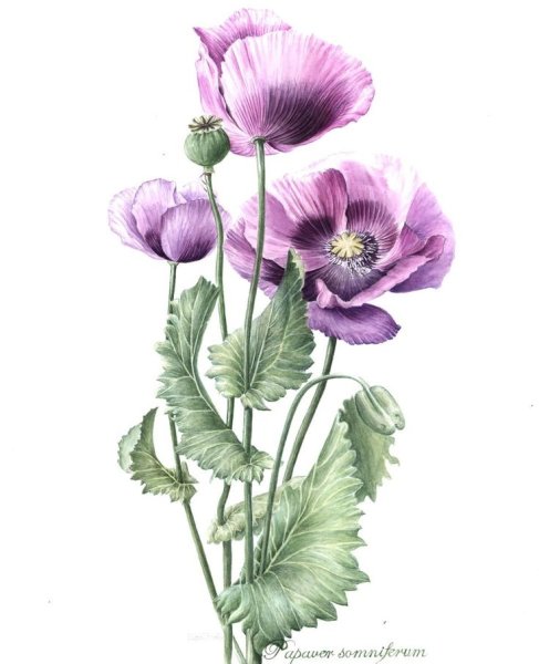 Гортензия метельчатая Ботаническая иллюстрация