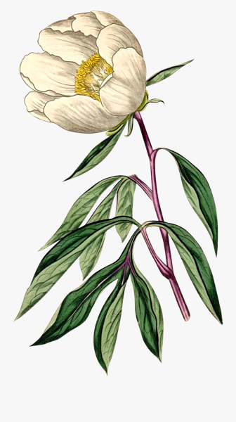 Старые Ботанические иллюстрации