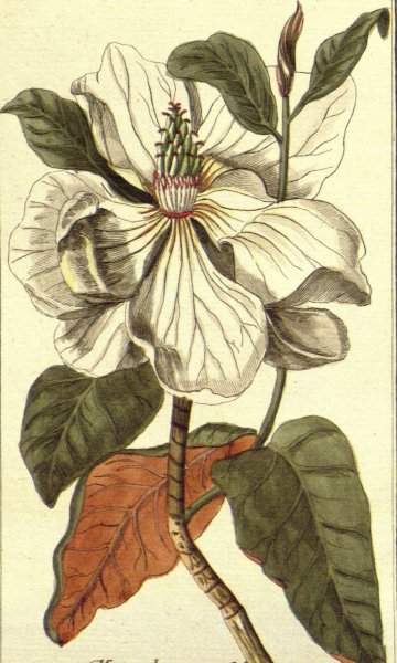 Рябчик Императорский (фритиллярия) ботаника