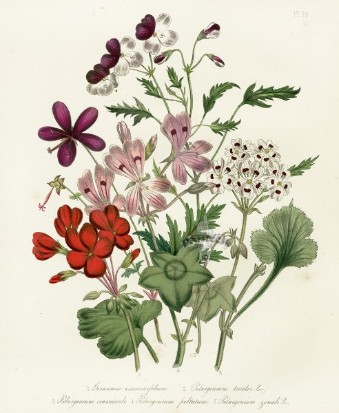 Рододендрон реснитчатый