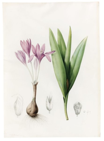 Редуте Пьер-Жозеф атлас роз