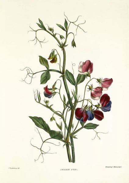 Маргаритка Botanical