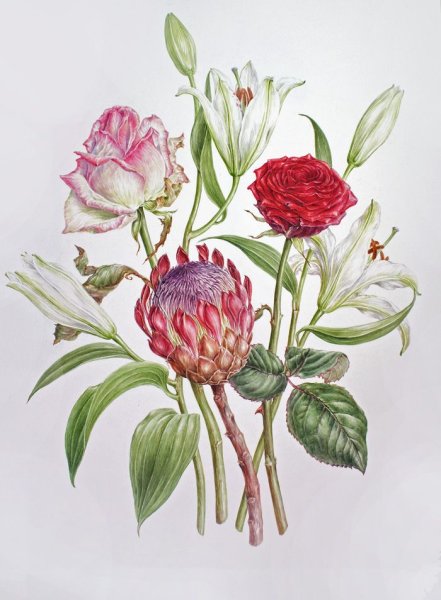 Пьер Жозеф редуте Ботанический атлас