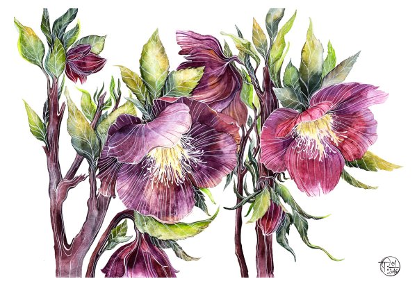 Ботанический атлас Магнолия