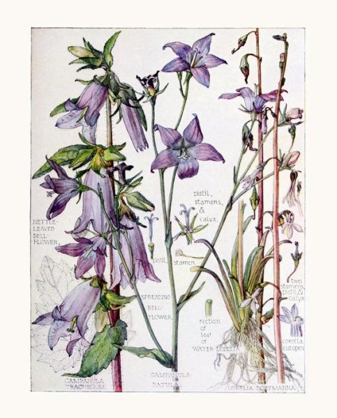 Левкой седой Ботаническая иллюстрация