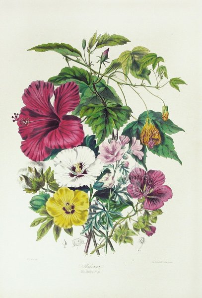 Botanical Print 19 век