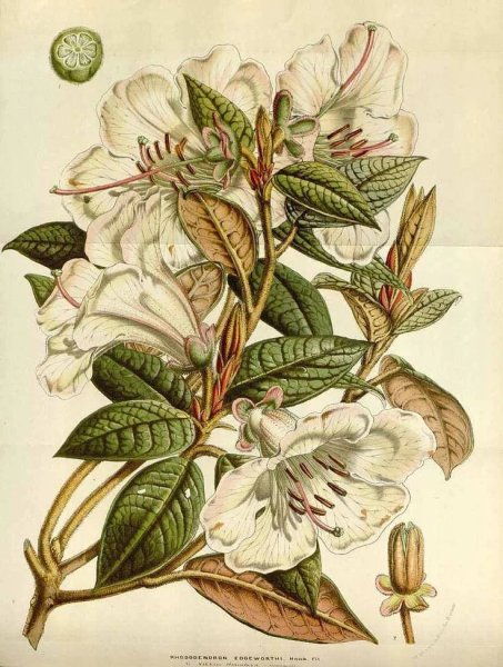 Ботаническая акварель цветы