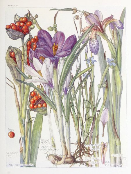 Душистый горошек Ботаническая иллюстрация