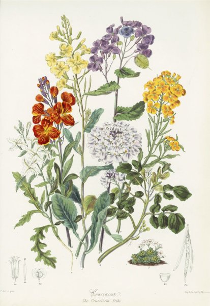 Даринчи Ботанический атлас