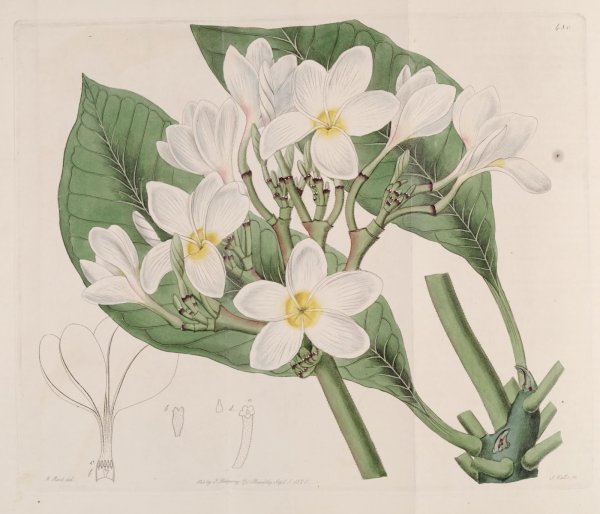 Морозник Ботаническая иллюстрация