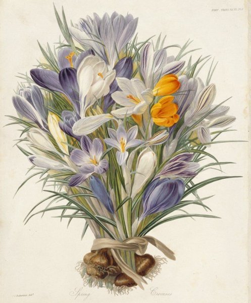 Botanical Painting травы
