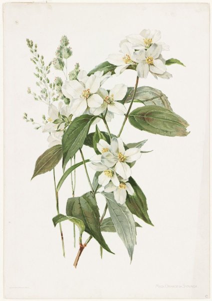 Magnolia grandiflora Botanic