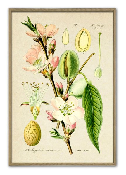 Passiflora incarnata Ботаническая иллюстрация