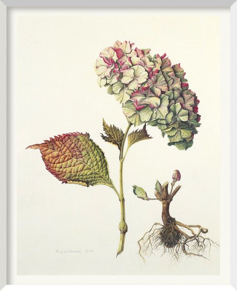 Ботаническая живопись акварелью знаменитых художников