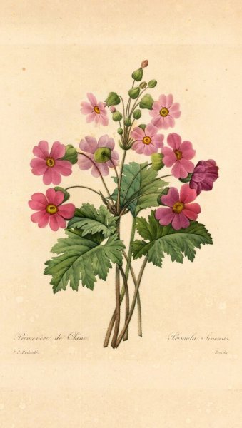 Акварель Ботаническая морозник