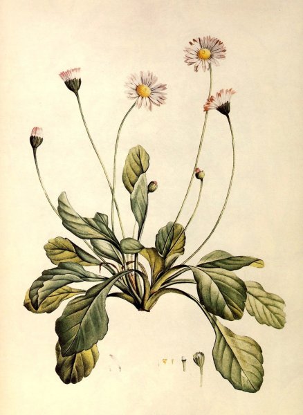 Ботанические иллюстрации Elizabeth Twining