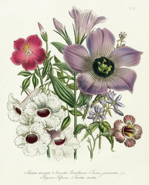 Элейн Сирл Ботанический рисунок