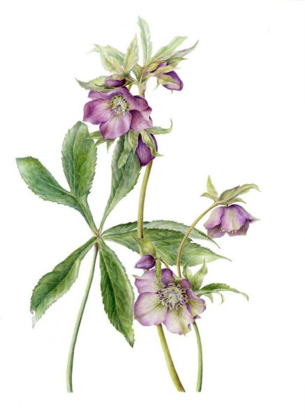 Артишок Ботаническая иллюстрация