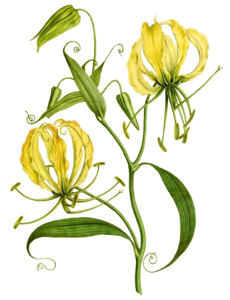 Ботанический атлас Магнолия