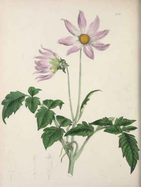 Винтажная Ботаническая иллюстрация