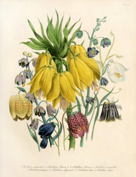 Миндаль обыкновенный (Amygdalus communis)