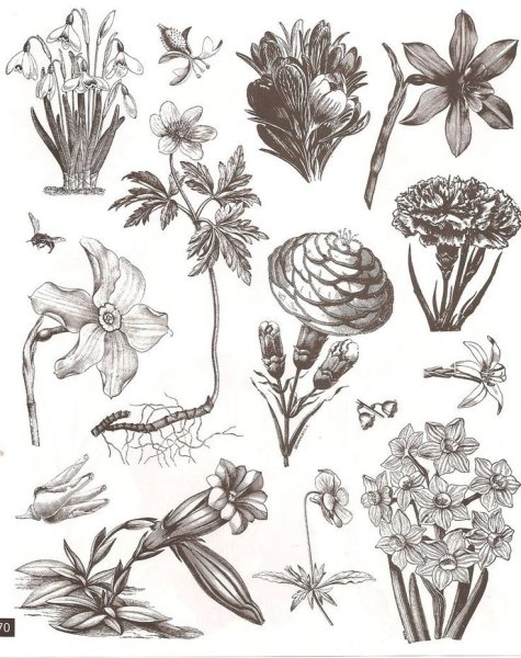 Ботаническая иллюстрация