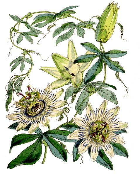 Фрезия акварель