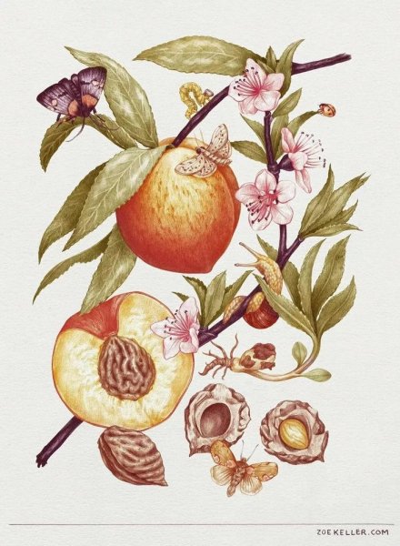 Ботанические зарисовки цветов