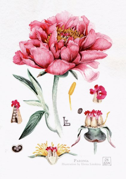 Акварель Ботаническая морозник