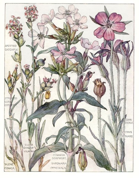 Даринчи Ботанический атлас