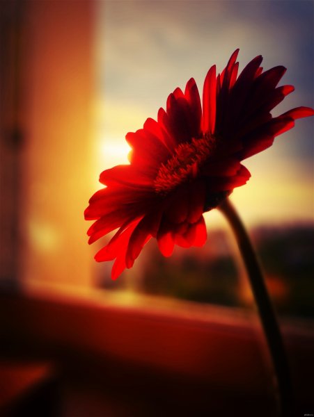 Одинокий цветок