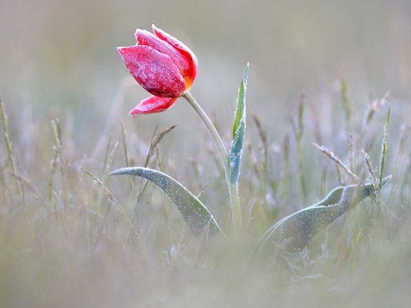 Лазоревый тюльпан цветок дикий