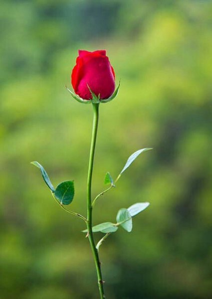 Одинокий цветок