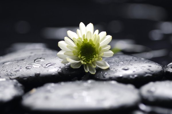 Одинокий цветочек